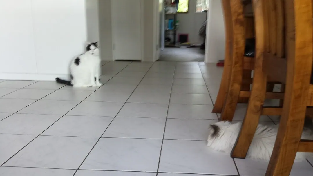 A24 marshall n sherlock getting used to each other 24 jan 2018